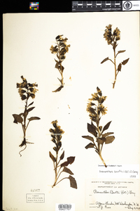 Prenanthes boottii image