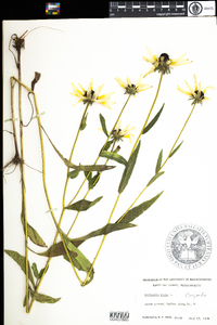 Rudbeckia hirta image