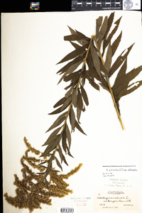 Solidago altissima image