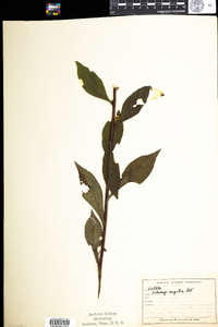 Solidago arguta image