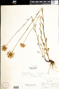 Leucanthemum vulgare image