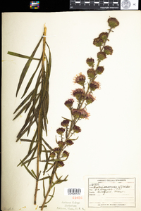 Liatris scariosa var. novae-angliae image