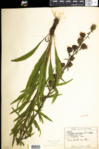 Liatris scariosa var. novae-angliae image