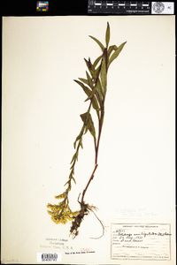 Solidago uliginosa image