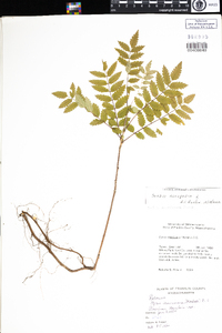 Sorbus aucuparia image