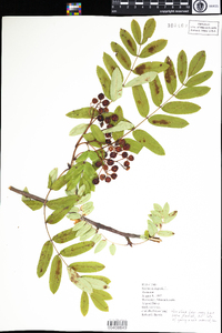 Sorbus aucuparia image