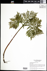 Botrychium virginianum image