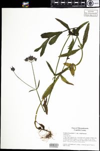 Verbena bonariensis var. conglomerata image