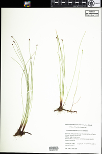 Eleocharis elliptica var. elliptica image