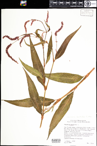 Polygonum lapathifolium image