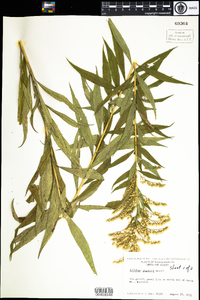 Solidago gigantea image