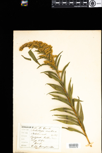 Solidago gigantea image