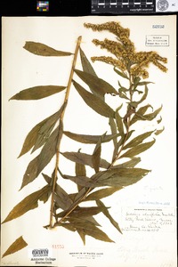 Solidago gigantea image