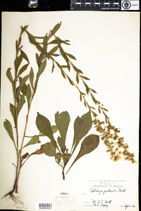 Solidago puberula image