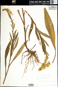 Solidago sempervirens image