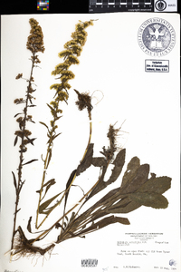 Solidago nemoralis image