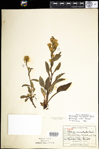 Solidago leiocarpa image