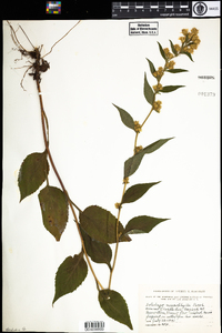 Solidago macrophylla image