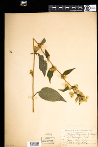 Solidago macrophylla image