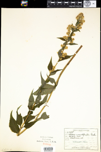 Solidago macrophylla image