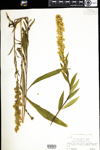 Solidago uliginosa image