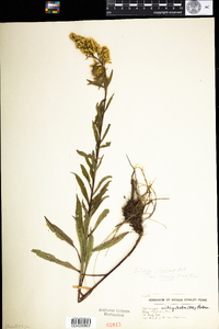 Solidago uliginosa image