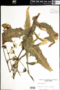 Sonchus arvensis image