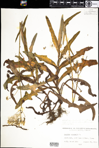 Sonchus arvensis image