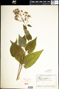 Symphyotrichum cordifolium image