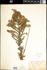 Symphyotrichum ericoides image