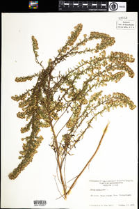 Symphyotrichum ericoides image