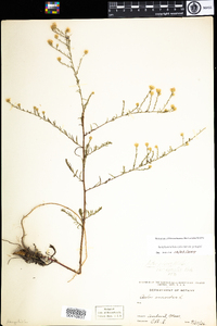 Symphyotrichum pilosum var. pringlei image