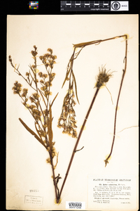 Symphyotrichum subulatum image