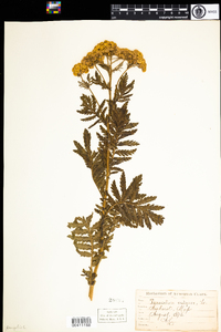 Tanacetum vulgare image