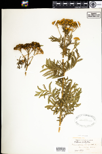 Tanacetum vulgare image