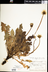 Taraxacum officinale image