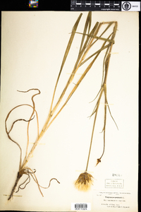 Tragopogon lamottei image