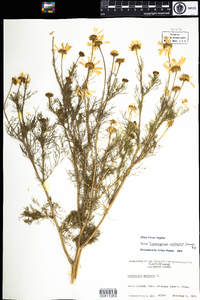 Tripleurospermum perforatum image