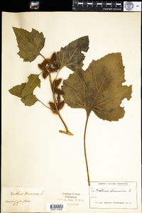 Xanthium strumarium image