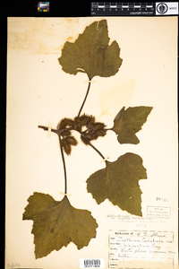 Xanthium strumarium image