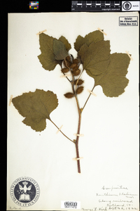 Xanthium strumarium image