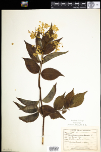 Sambucus nigra ssp. canadensis image