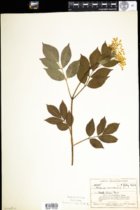 Sambucus nigra ssp. canadensis image