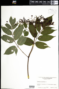 Sambucus nigra ssp. canadensis image