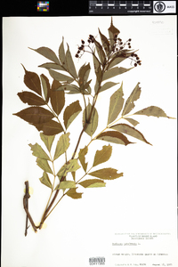 Sambucus nigra ssp. canadensis image