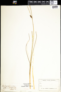 Carex oligosperma image