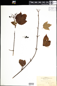 Viburnum acerifolium image