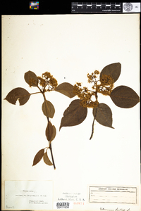 Viburnum lentago image