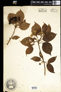 Viburnum lentago image