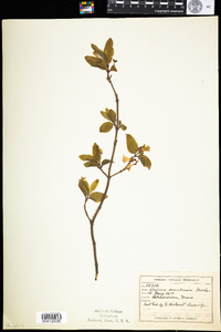 Lonicera canadensis image